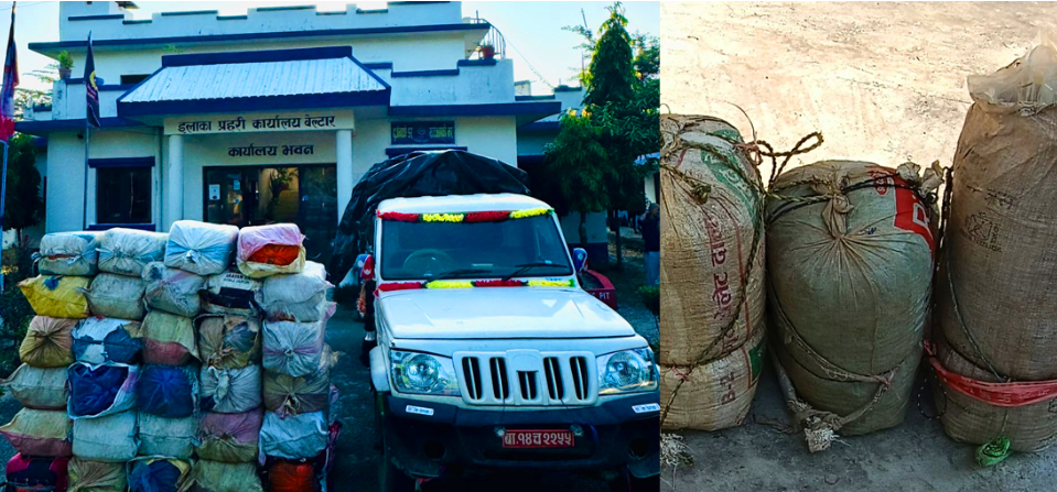 उदयपुरमा एकै रात १ हजार ४० केजीभन्दा बढी गाँजा बरामद, एक युवक पक्राउ