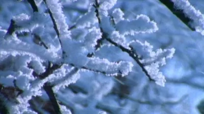 तीन वर्षको प्रतीक्षापछि गुप्सीपाखामा हिमपात, उत्तरी गोरखा सेताम्मे